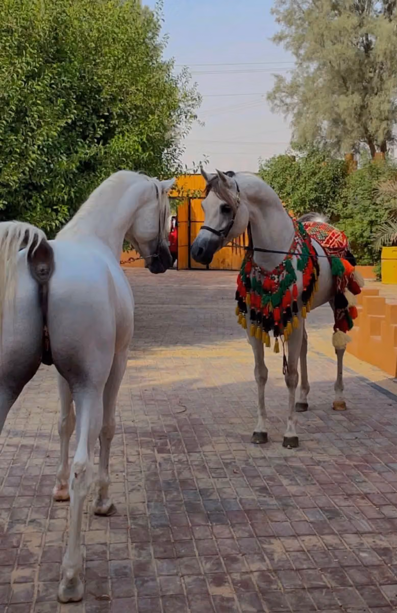 مربط الحيدرية
