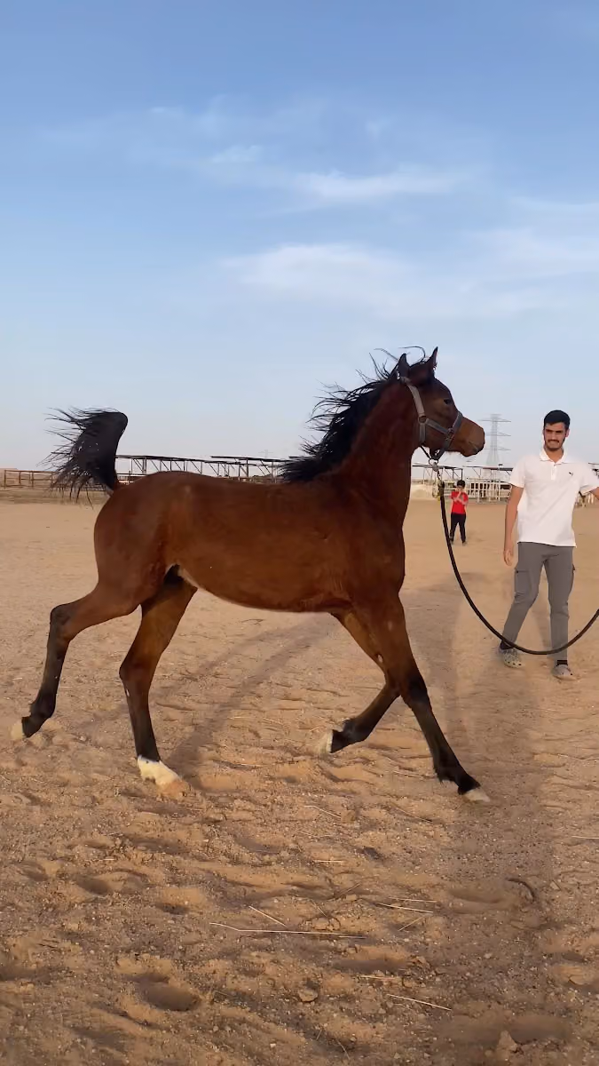 مربط الربيع
