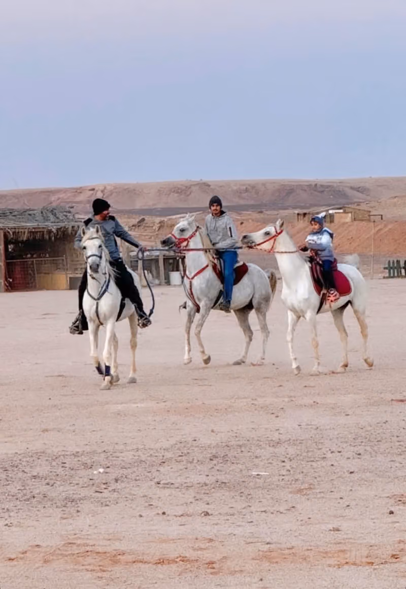 مربط الربيع