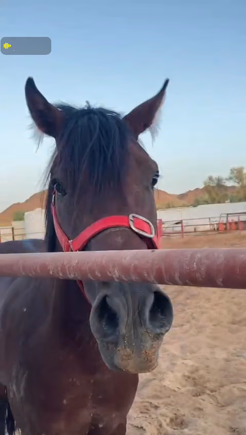 مربط برق السما للخيل العربية الأصيلة