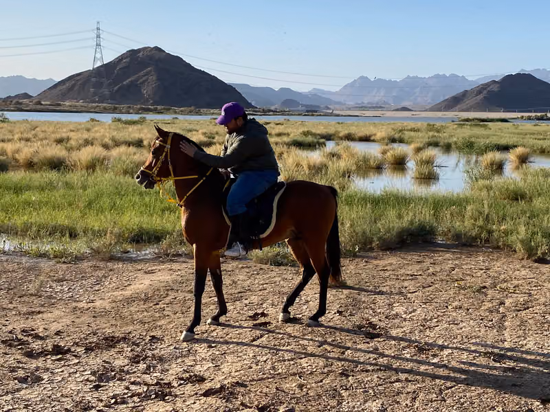 مربط برق السما للخيل العربية الأصيلة