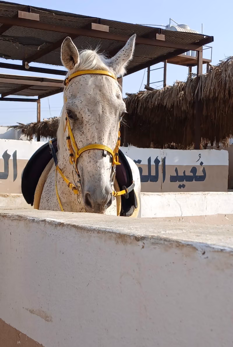مربط هورس تايم .اس اتش