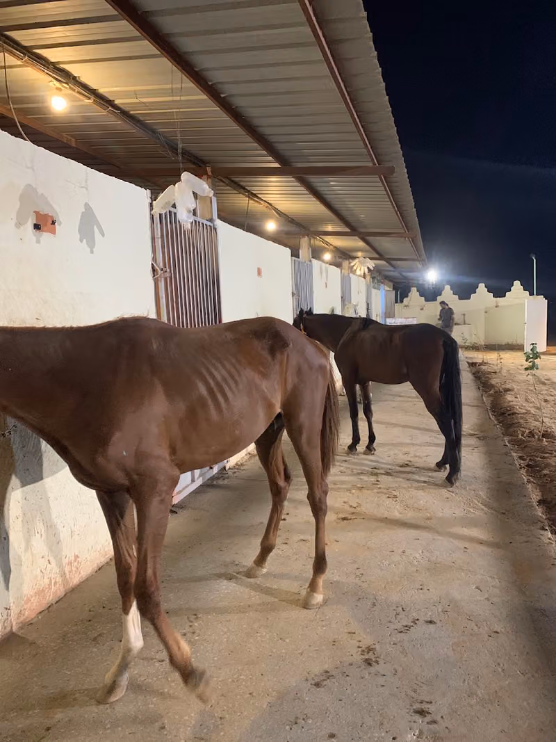 مربط كزاز للخيل العربية الأصيلة