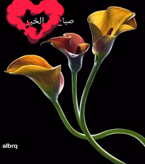 مركز صحي الدار البیضاء 2