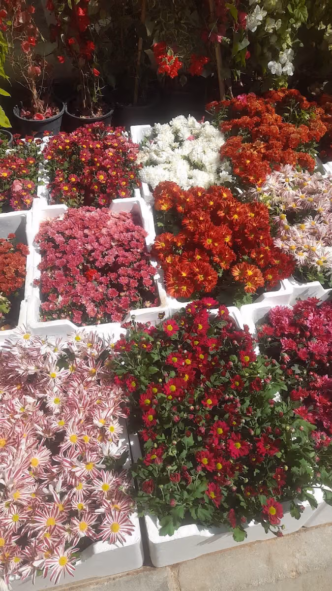 مشاتل الرأس الاخضر