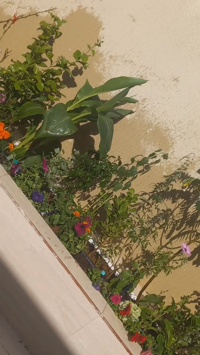 مشتل /أبو ادم