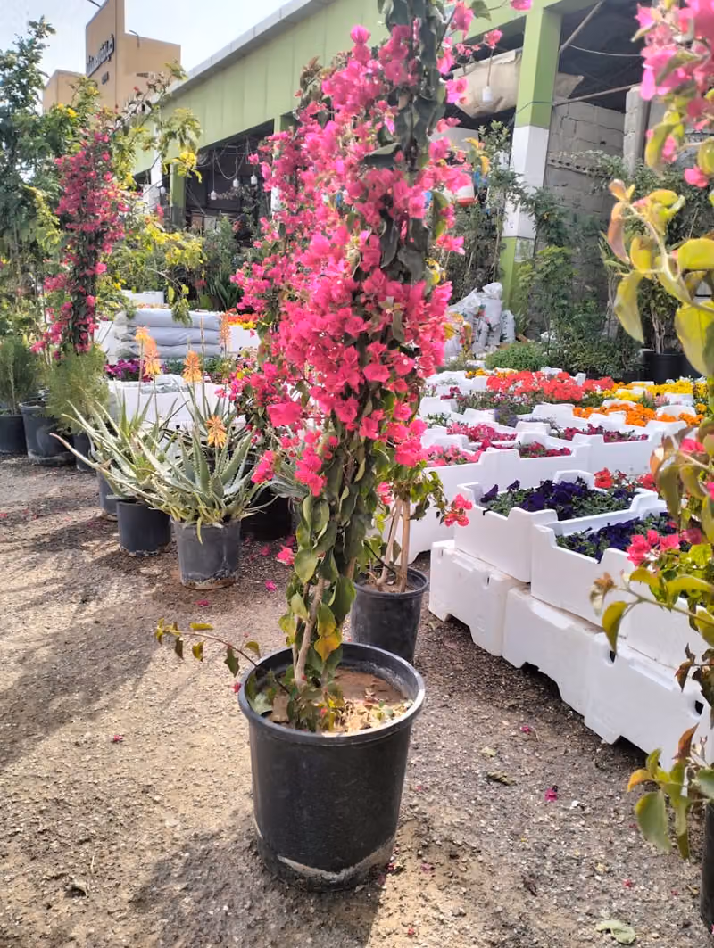 مشتل ابو فرحه لبيع النباتات