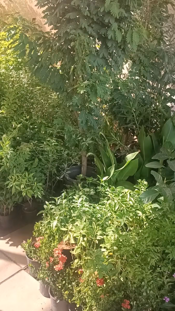 مشتل ابو هشام