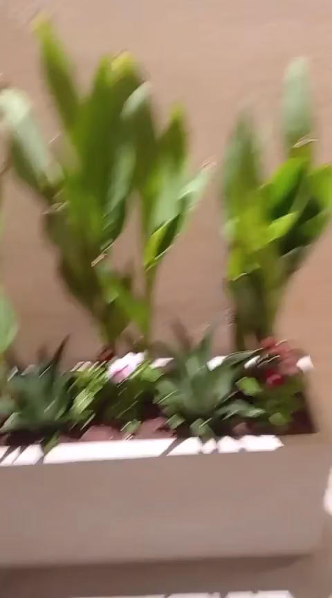 مشتل ابو جنا