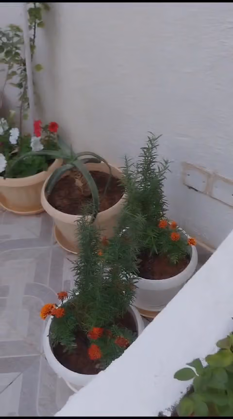 مشتل ابو محمد حي الرمال الثمامه