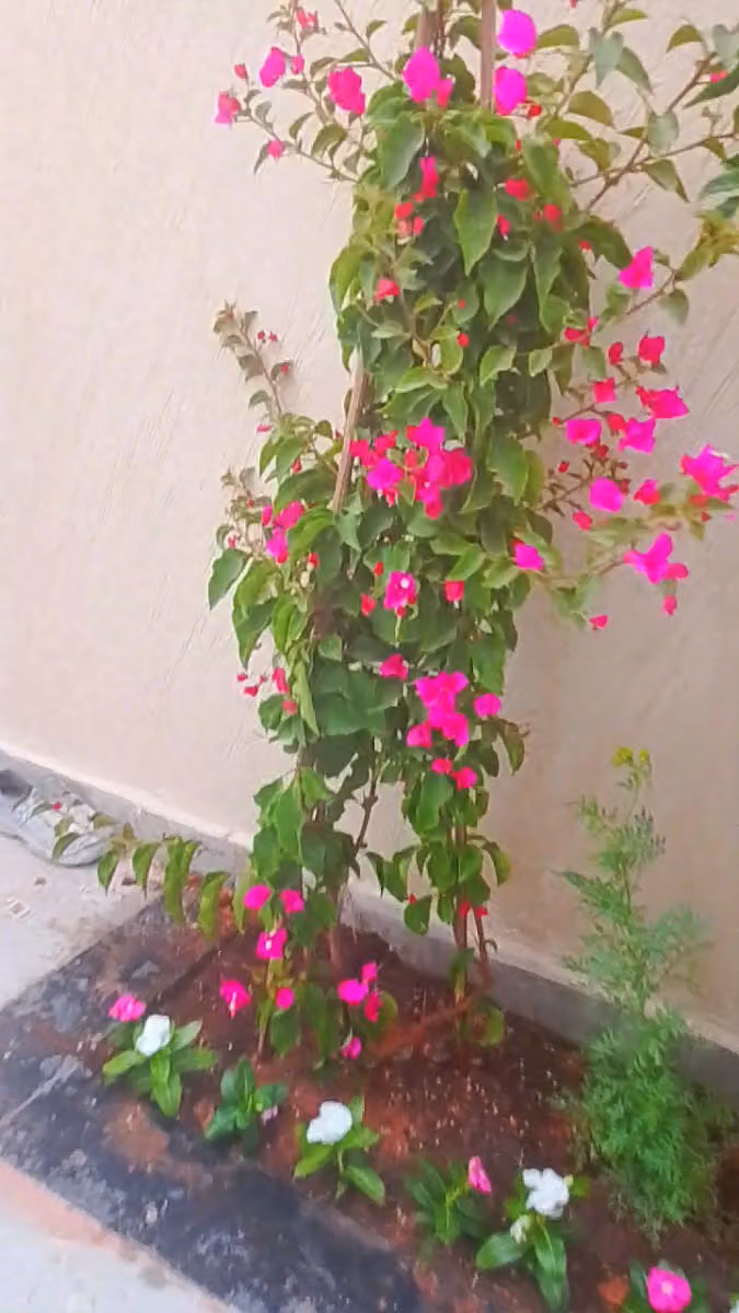 مشتل ابو صابر