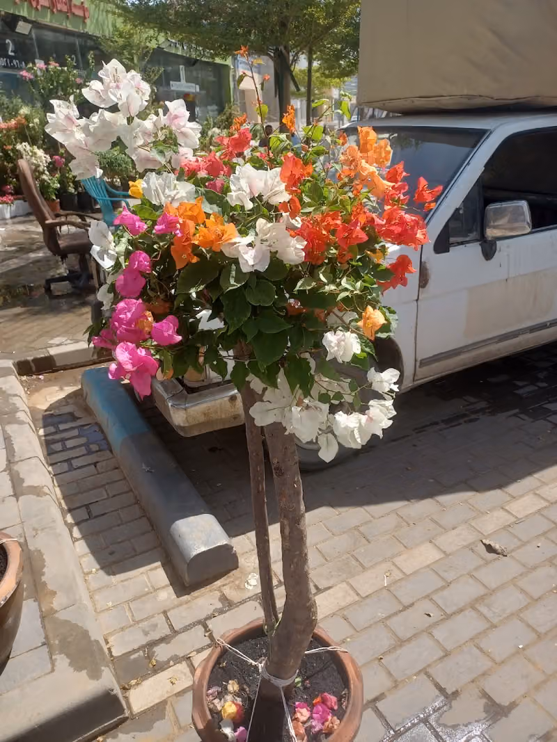 مشتل ابوعبدالله للزراعه
