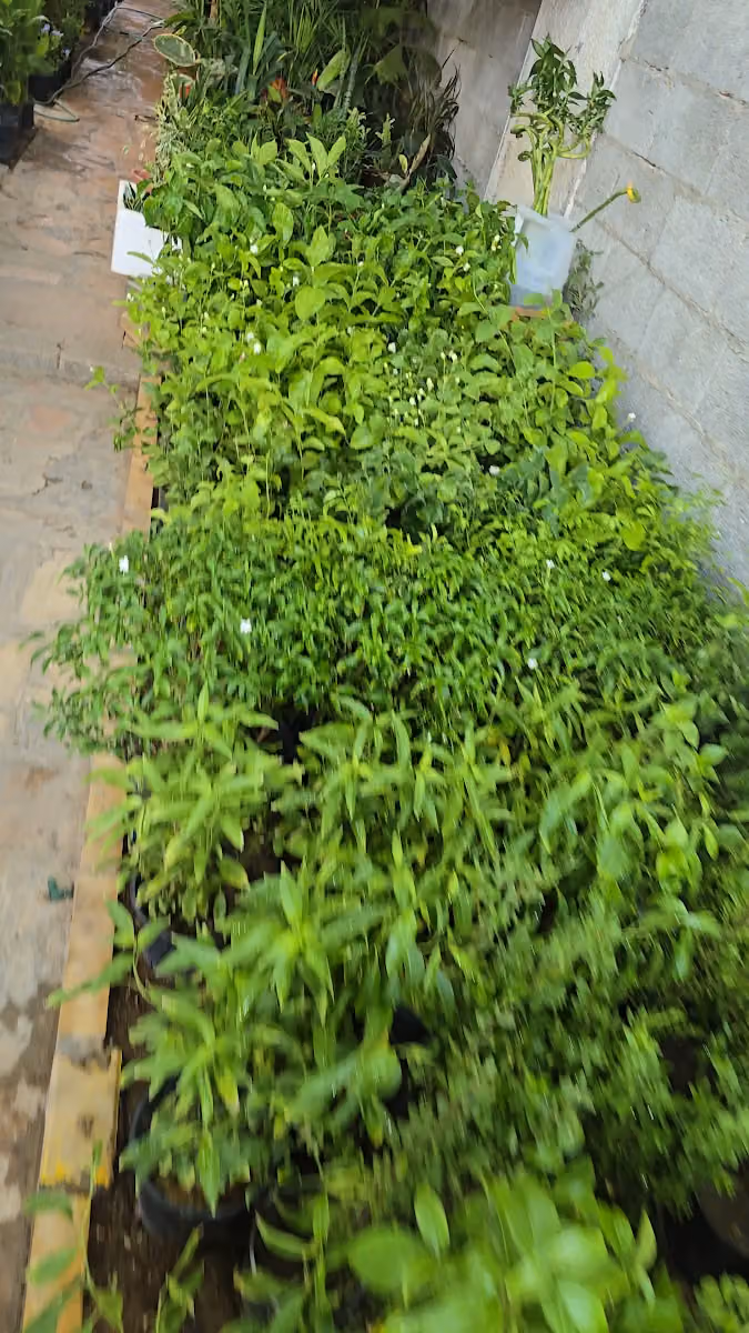 مشتل البلان الزراعية