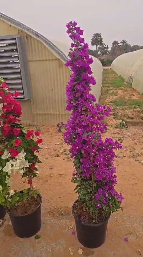 مشتل البلان للنباتات الزراعية