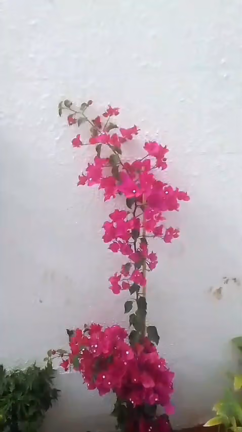 مشتل الحديقه الخضراء