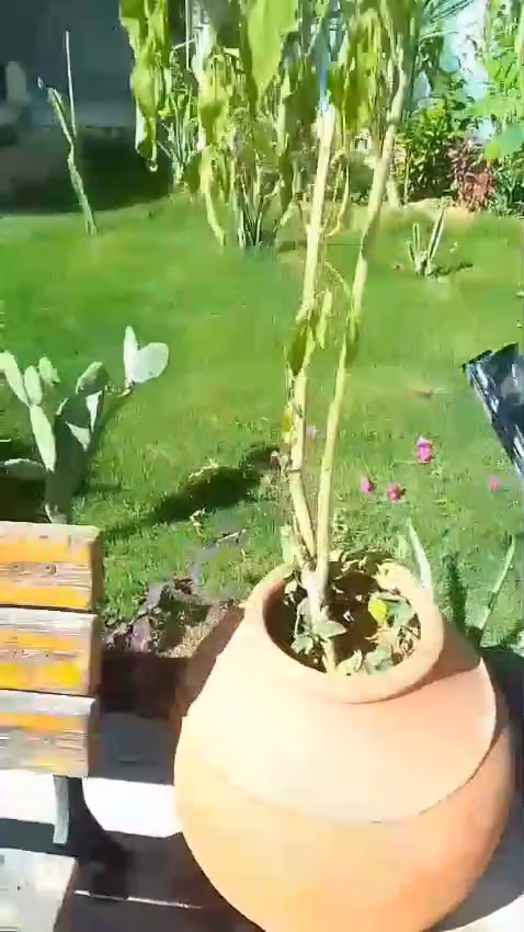 مشتل الحديقه الخضراء