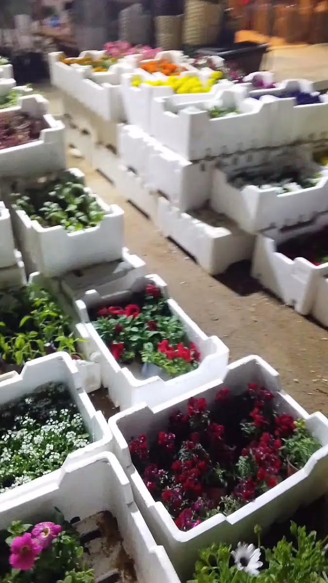 مشتل الرويلي