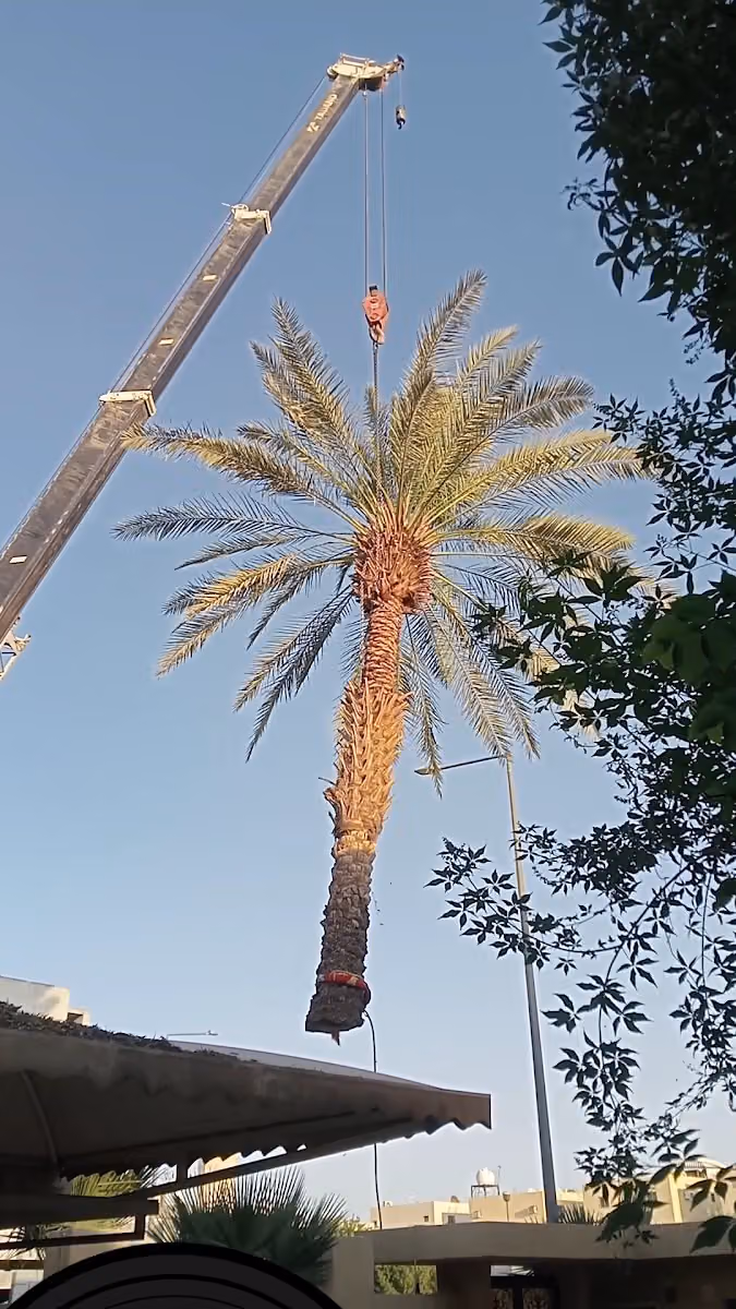 مشتل السويدي
