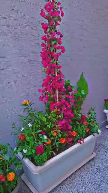 مشتل السيف لتنسيق الحدائق