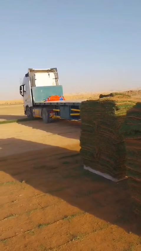 مشتل علي الصعيدى