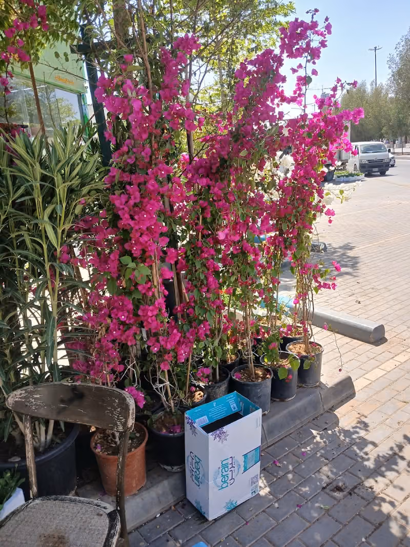 مشتل لتنسيق الحديق