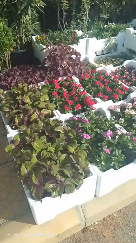 مشتل مصطفى