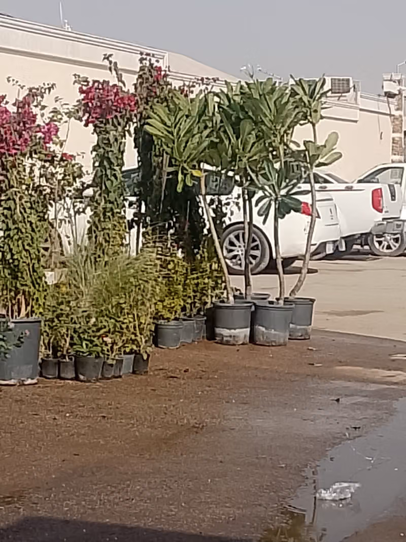 مشتل نواف الزراعه العامه