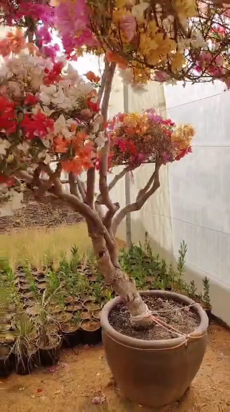 مشتل نواف الزراعه العامه