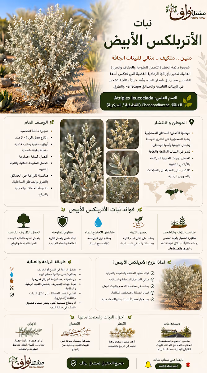 مشتل نواف