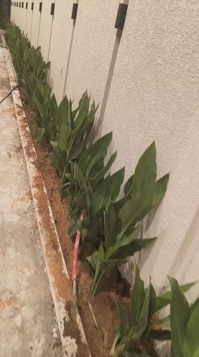 مشتل نوف الرويلي للزراعه