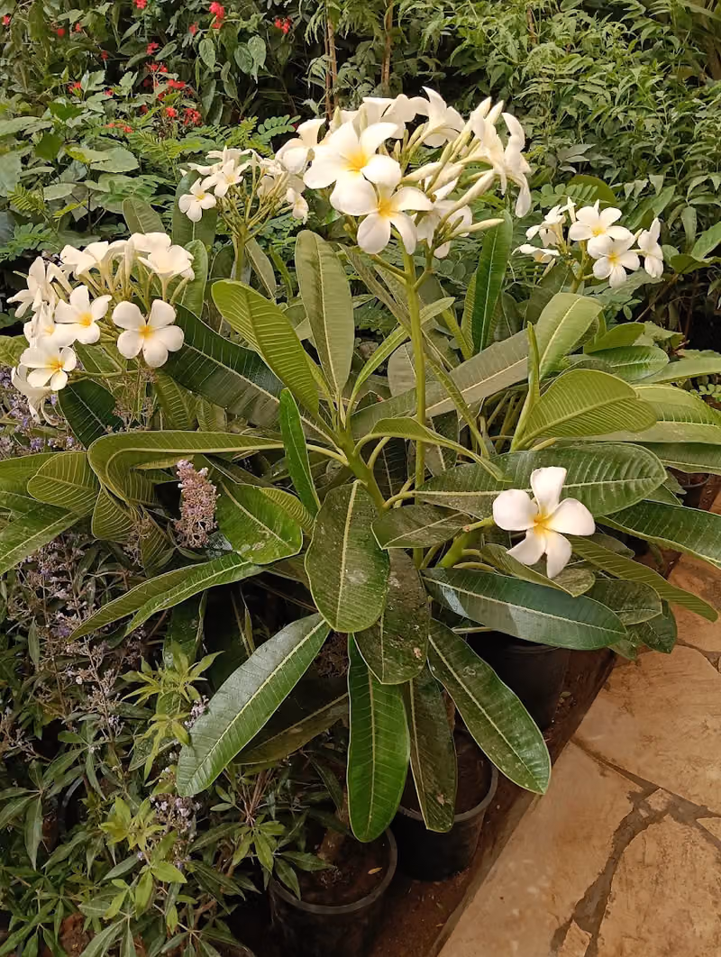 مشتل نور الملتقي الزراعيه