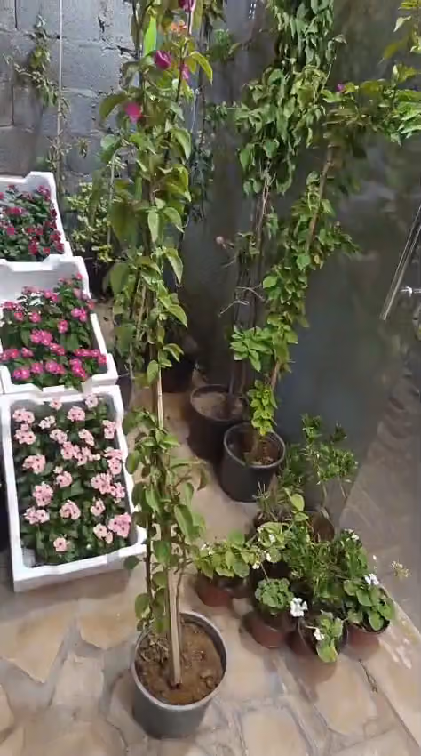 مشتل طيبه