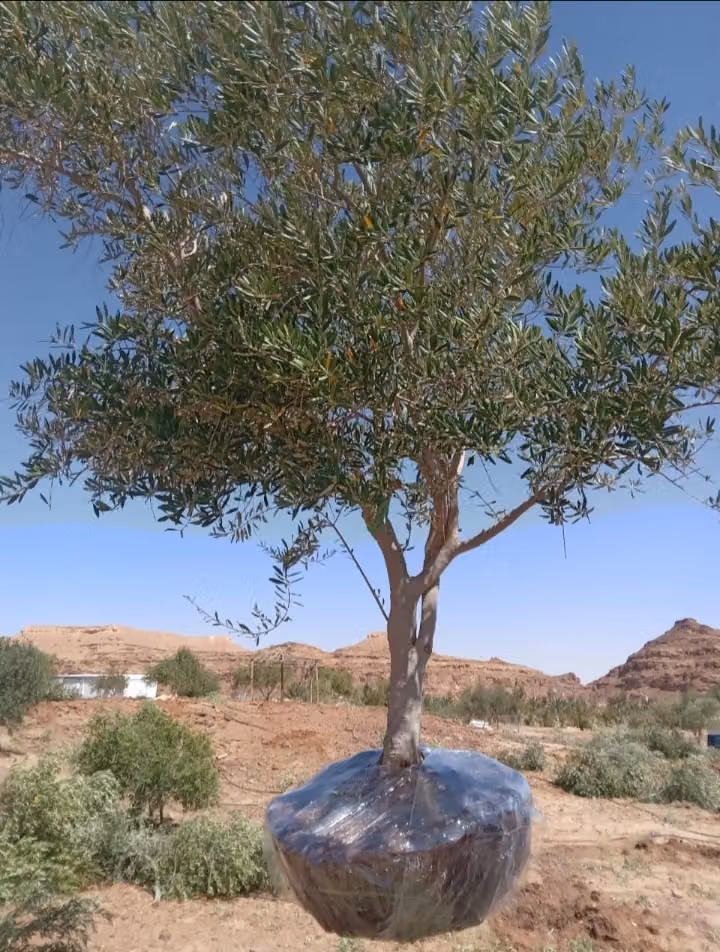 مشتل طيبه