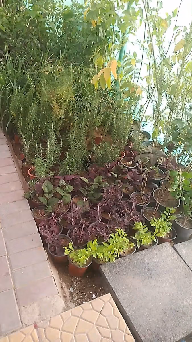 مشتل يونس للزراعه