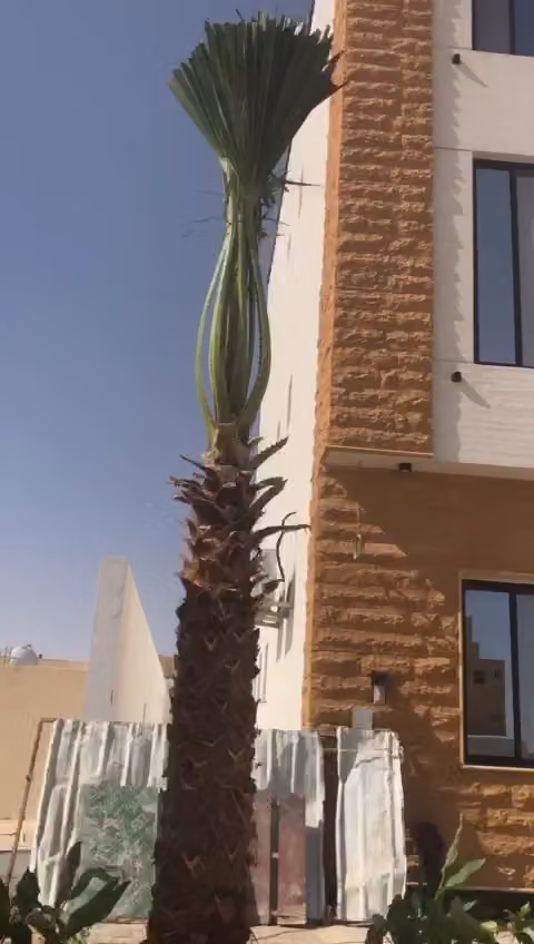 مشتل زهره لبن