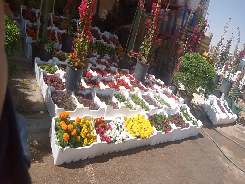 مشتل زراعه نجوم العارض