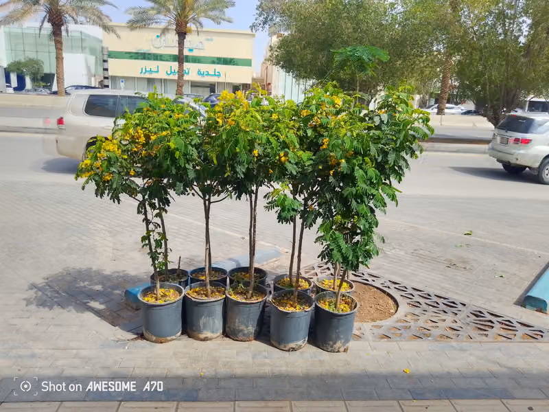 مشتل زراعيه