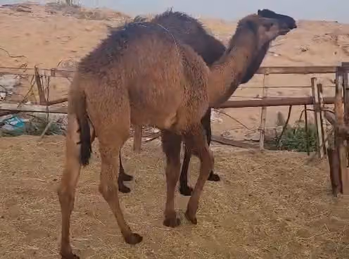مطاعم الذود