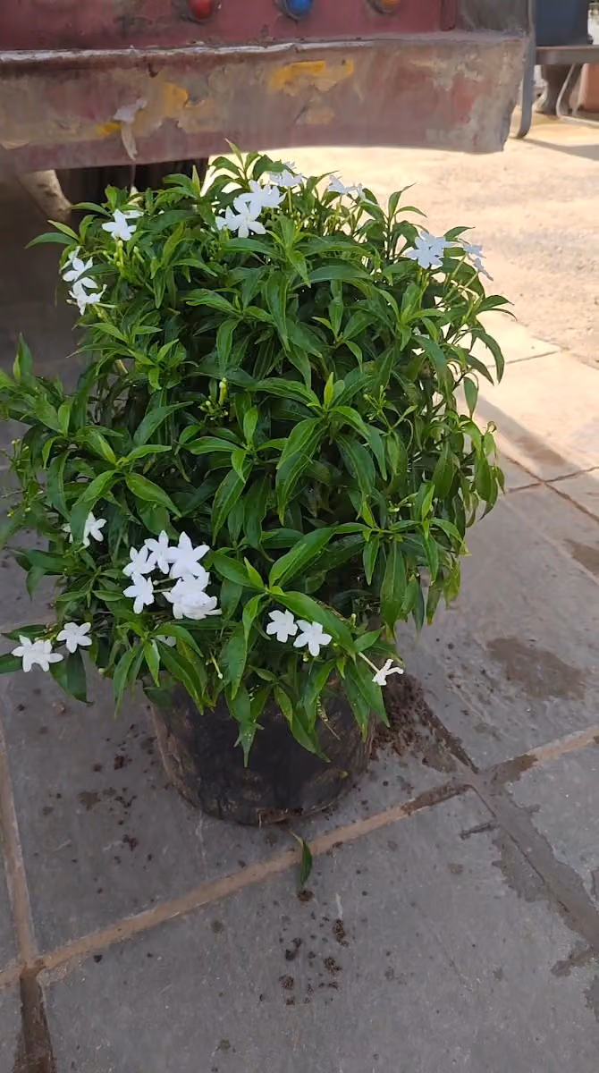 مؤسسه هناء عبدالله العثيم للزراعه