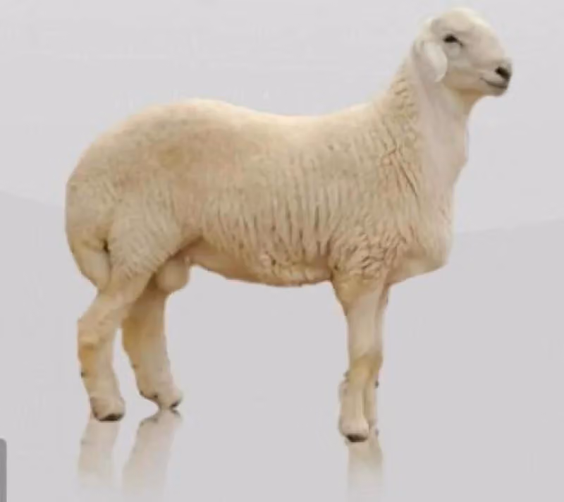 مؤسسة مرابي ذوق لذبايح