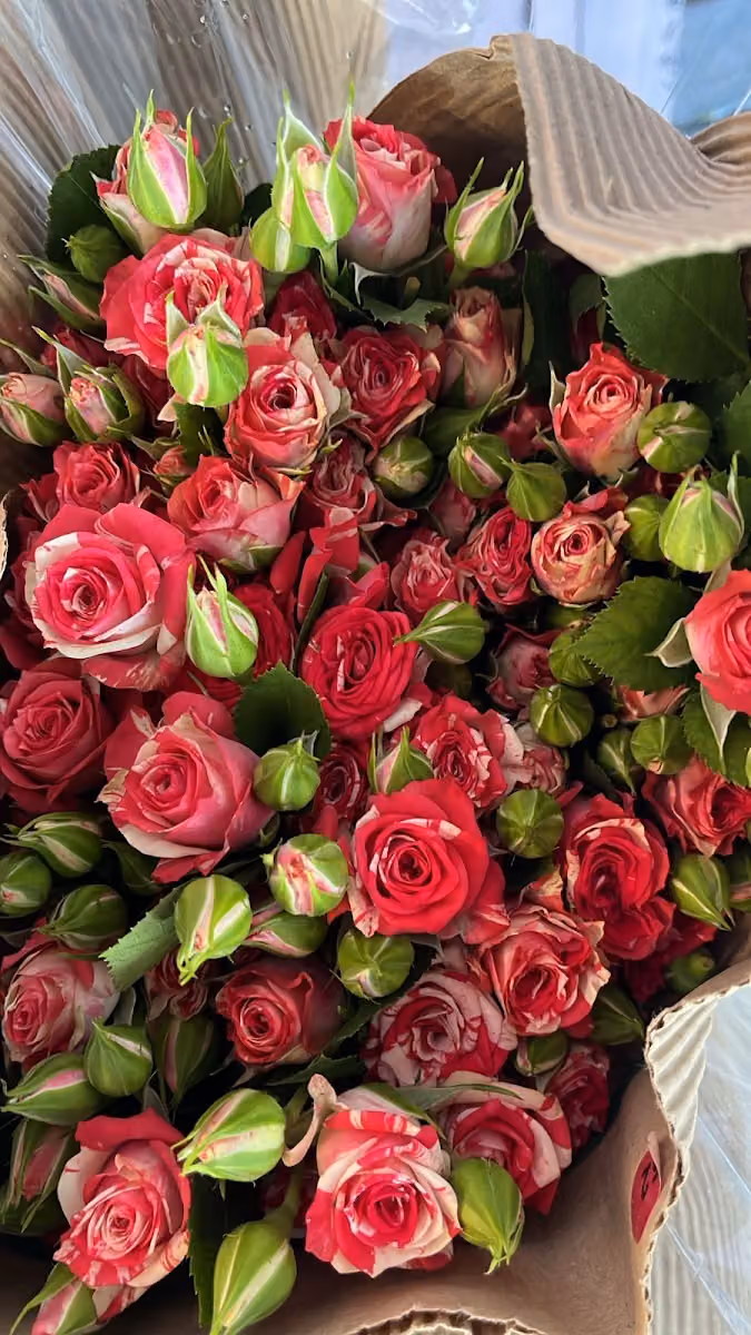 مؤسسة روز سنت Rose Cant