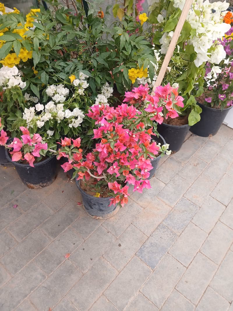 مؤسسه زيب القحطاني لزراعه