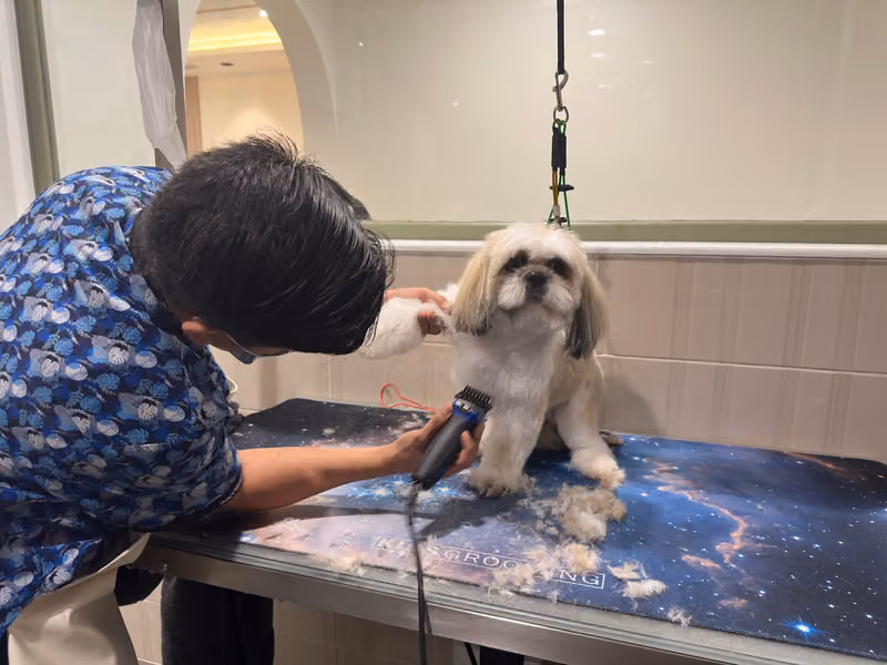My Pet Clinic ماي بت