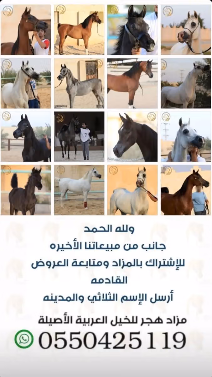 مزاد ومركز هجر للخيل العربية الأصيلة