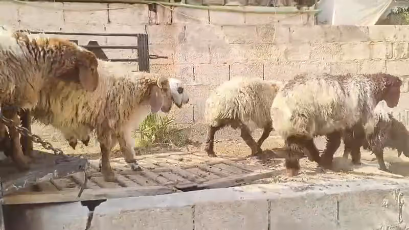 مزرعة ابو خالد للذبايح