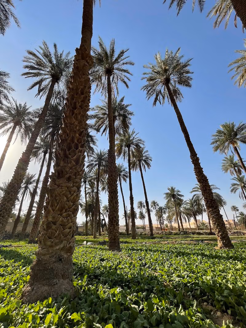 مزرعة الصليبيخات (خفايف الوادي للإنتاج الزراعي)