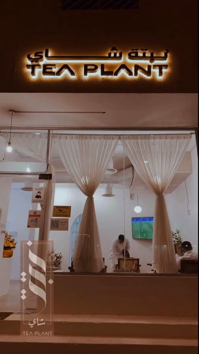 نبتة شاي TEA PLANT