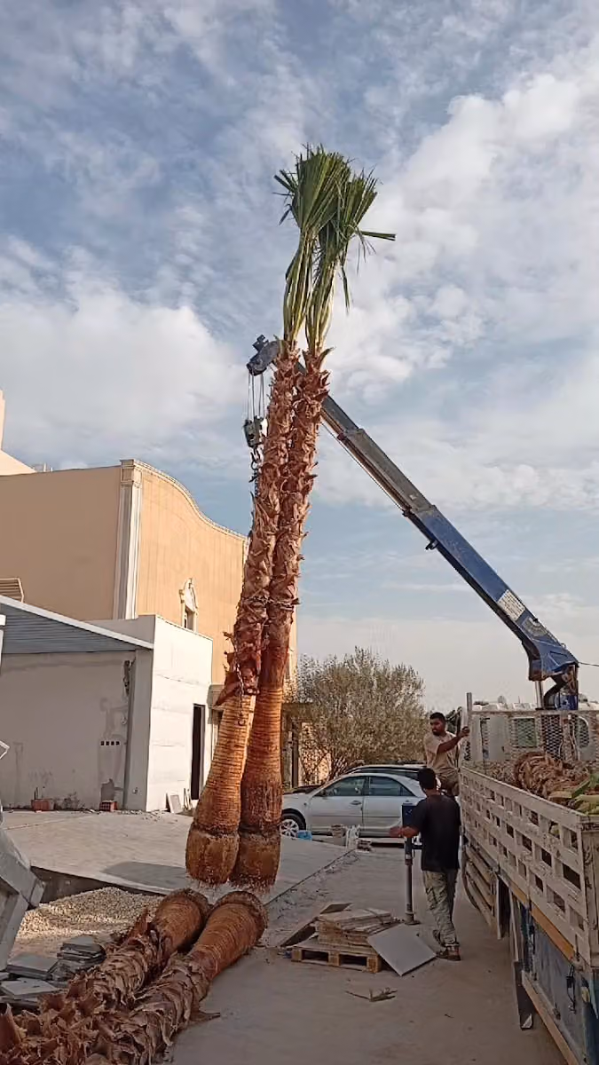 نخل نخيل واشنطني ملوكي زيتون تنسيق حدائق