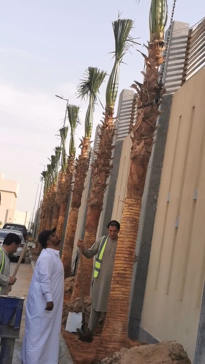 نخل نخيل واشنطني ملوكي زيتون تنسيق حدائق