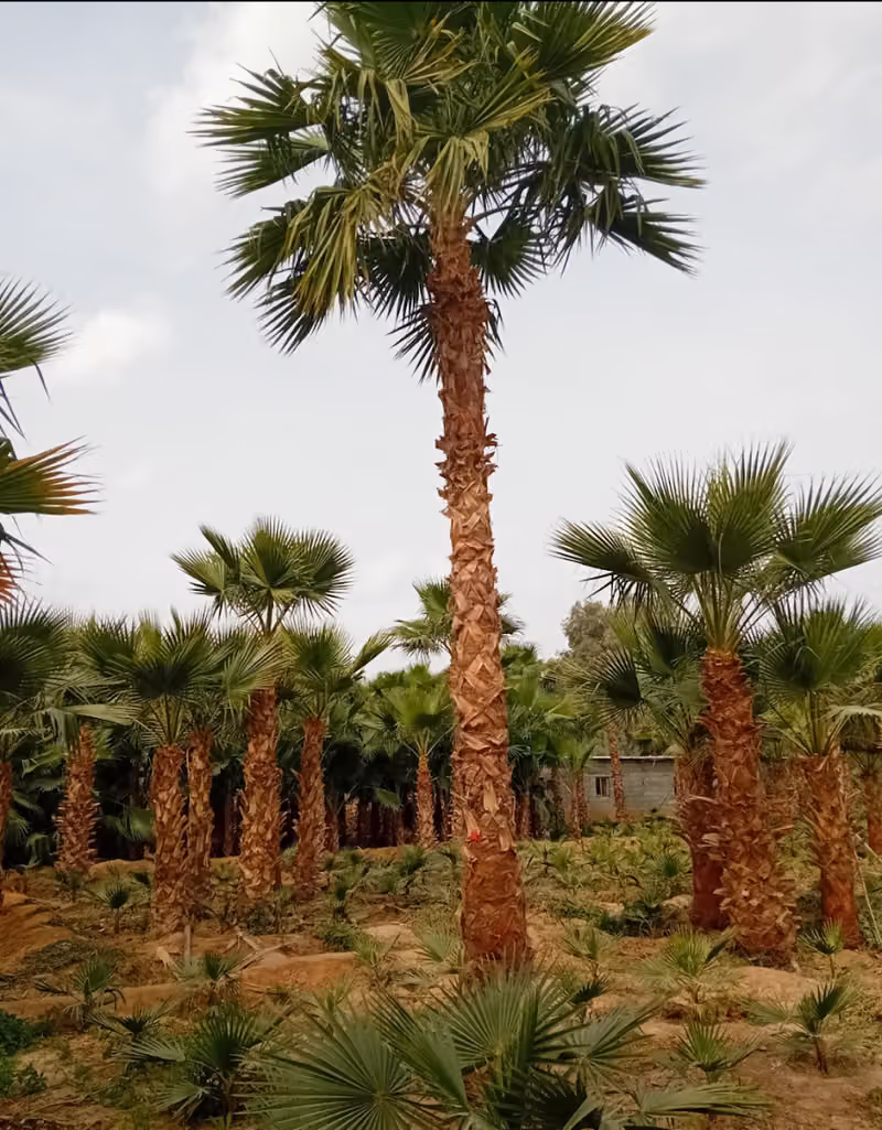 نخل وشنطني